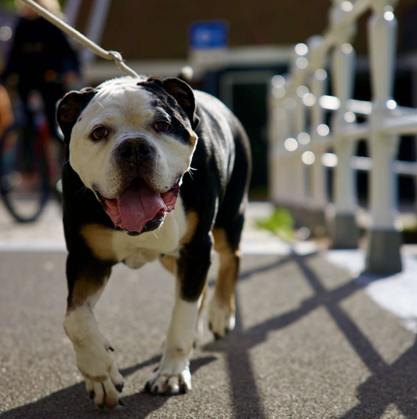 Old English Bulldog, hond, in Alkmaar
